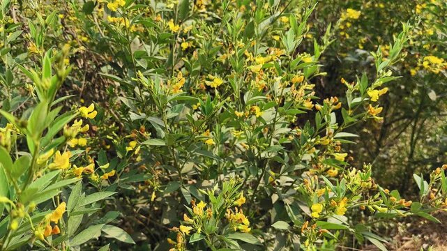 Slow tracking shot through flowering pulse (pigeonpea, arhar, toor) field, yellow blossoms and green foliage moving past camera in daylight, creating rural farm feel zen.