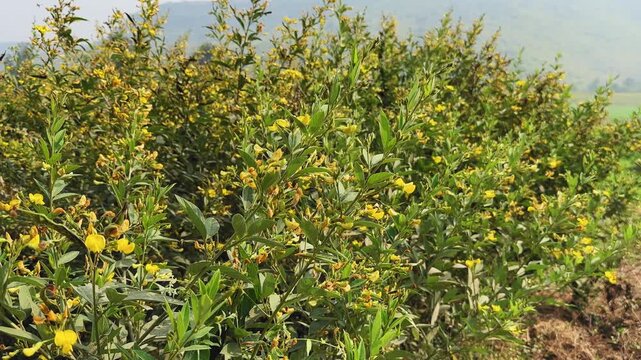 Tracking shot along flowering pulse (pigeonpea, arhar, toor) field, yellow blooms and green foliage moving past camera with distant hills and soft daylight glow.