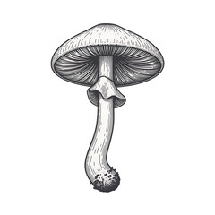 Detailed black and white of a mushroom with gills and a curved stem