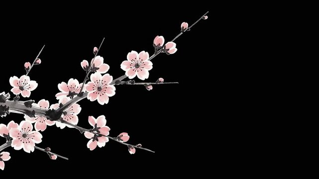 Elegant pink cherry blossom flowers on dark background spring nature floral design