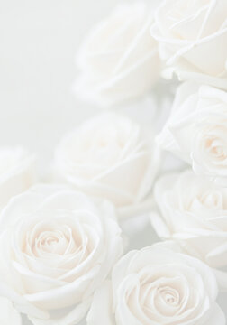 Soft Light White Rose Background Texture