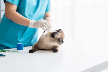 Vet surgeon. Siamese Cat on examination table of veterinarian clinic. Veterinary care. Vet doctor and Siamese cat