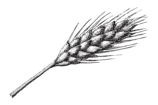 Vector sketch of wheat ear, golden grain, agricultural symbol, black and white illustration, transparent background