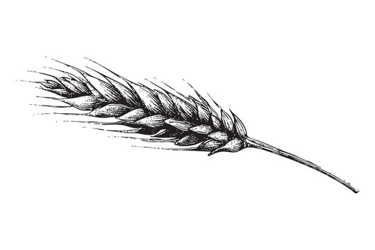 Single ripe wheat ear isolated on transparent background vector illustration vintage sketch style black and white engraving