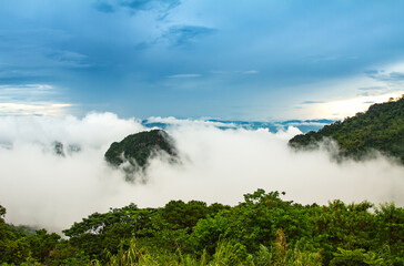Obraz premium Pine forest on the mountain after raining with the fog.Doi Pha Mee Chiang Rai Thailand