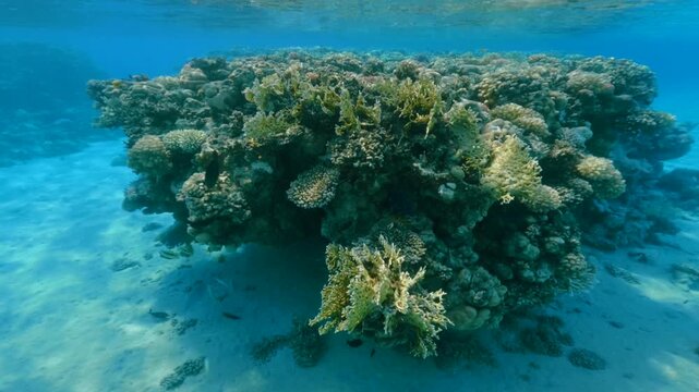 Motion around vibrant coral structures with tiny fish in clear blue sea shallow water 