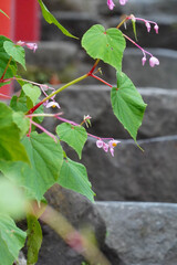 京都貴船神社の参道に咲く秋海棠