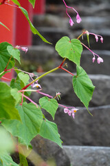 京都貴船神社の参道に咲く秋海棠