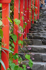 京都貴船神社の参道に咲く秋海棠