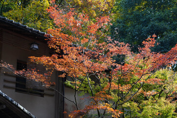 秋の京都貴船の風景