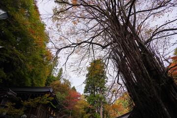京都貴船神社本殿横の桂の巨木