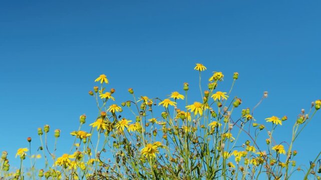 Senecio madagascariensis, Madagascar ragwort, is a species of the genus Senecio and family Asteraceae. Madagascar groundsel and fireweed. Haleakala Highway, Upcountry Maui, Hawaii.