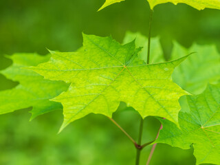 Spring branches of maple tree with fresh green leaves. Acer saccharinum, silver maple