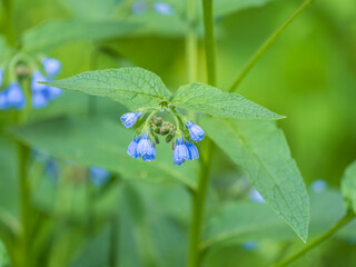 Beautiful blue flowers of Symphytum caucasicum, also known as Caucasian comfrey, blooming in spring park