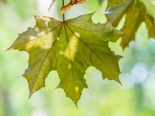 Spring branches of maple tree with fresh green leaves. Acer saccharinum, silver maple