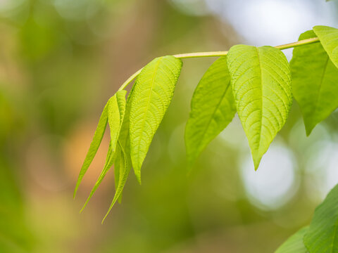Bright green Leaves of the Amur velvet, or Amur cork tree, lat. Phellodendron amurense