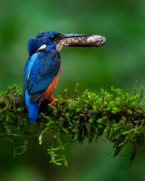 Blue-eared Kingfisher (Alcedo meninting) with Fresh Catch Perched on Mossy Branch in Chiplun, Maharashtra, India
