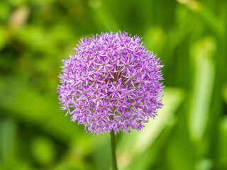 Fototapeta premium Close-up of the inflorescence of the Rosenbachian onion, Allium rosenbachianum, blooming in the garden