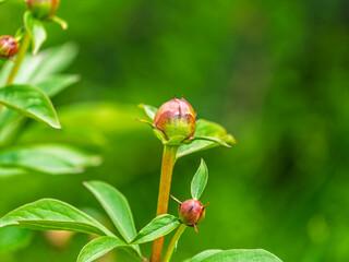 White Peony Blossoms in Full Bloom with Lush Green Foliage