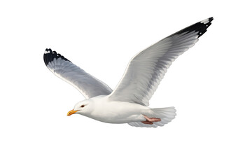 Fototapeta premium Seagull flying with wings spread, a beautiful bird in flight showing freedom and motion, clear transparent background
