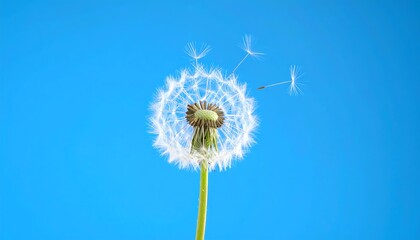 Obraz premium A dandelion with dispersing seeds against a clear blue sky