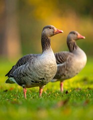 Obraz premium Two grey birds standing in sunlit green grass, looking alert