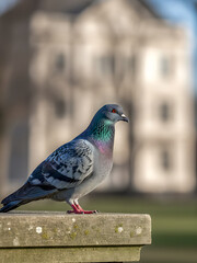 A common pigeon with iridescent neck feathers perched on a stone ledge. Featuring a blurred European building background, soft natural sunlight, and sharp detail in a rule of thirds composition.
