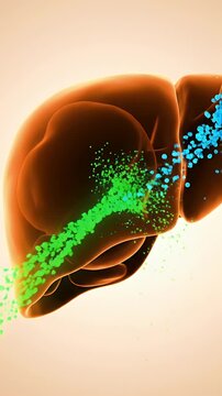 Anatomical 3D Animation of Healthy Human Liver Processing Nutrients and Toxins With Glowing Particles Flowing Through Its Lobes and Vessels Against a