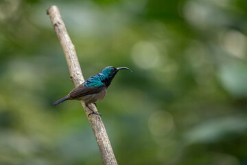Obraz premium Loten's Sunbird (Long-billed Sunbird) Cinnyris lotenius Munnar, Kerala, India