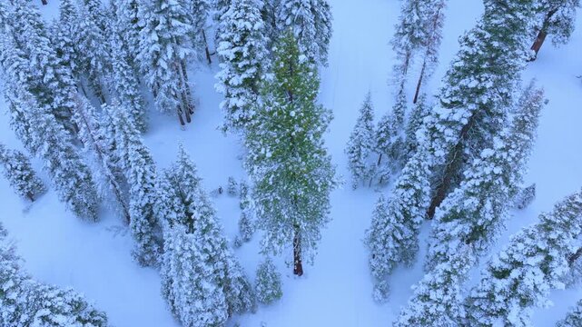 Aerial drone footage rapidly flying toward a single green pine tree in a snow covered winter forest, creating dynamic forward motion and revealing textured treetops and white landscape below.