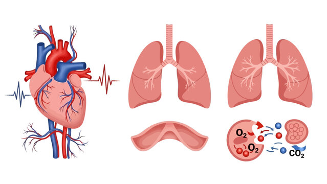 Human Heart and Lungs Anatomy Diagram.