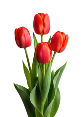 Naklejka premium four vibrant red tulip flowers, macro close-up, showcasing velvety petals and glistening dewdrops, set against a transparent background with copy space, still-life botanical beauty atmosphere