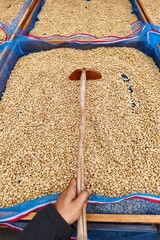 Close up of coffee beans drying in the sun