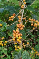 Coffee beans ripening on a tree