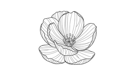Fototapeta premium Simple Line Drawing of Flower 1.