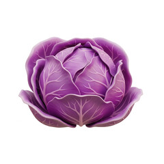 Obraz premium Purple cabbage on white background