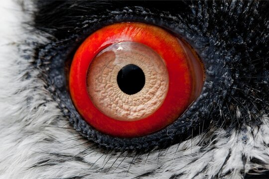 Extreme macro of a Bearded vulture&rsquo;s vivid red eye with detailed iris and round pupil, framed by black and white feathers, captured head-on with sharp focus and high contrast texture.