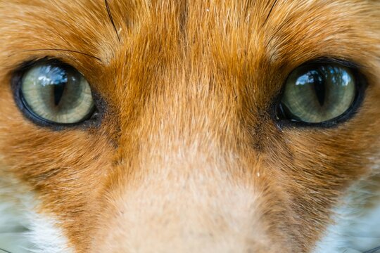 Extreme close-up of a Fox&rsquo;s green eyes, centered in frame, highlighting detailed fur texture and reflective pupils in natural light, creating an intense and captivating gaze.