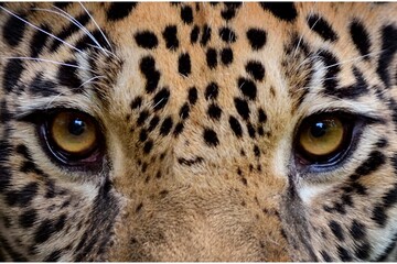 Fototapeta premium Extreme close-up of a Jaguar’s piercing amber eyes and spotted fur, symmetrically framed to highlight detailed whiskers, textured coat, and intense predatory gaze in natural light.