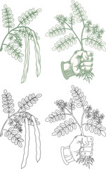 Vintage Etching Style Moringa Oleifera Superfood Set,perfect for organic supplement packaging, healthy lifestyle branding, and herbal medicine concepts.