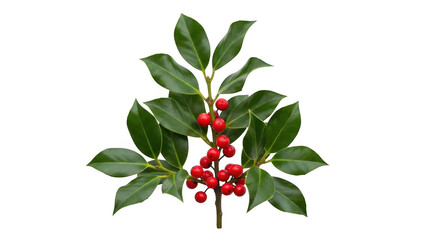 Holly branch with red berries isolated on transparent background