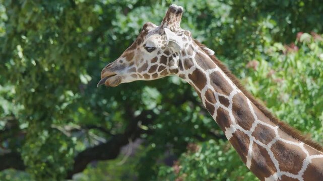 Close-up Profile of a Giraffe Head and Neck Against Green Foliage