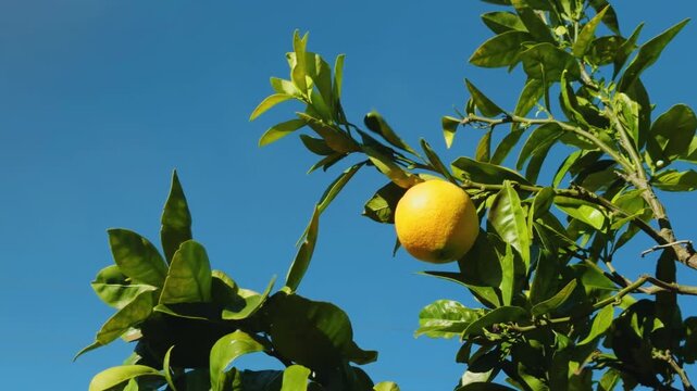 The orange, also called sweet orange, is the fruit of a tree in the family Rutaceae. Haleakalā Highway, Kula, Upcountry Maui,Hawaii.  furit stand. Citrus is a genus of flowering trees and shrubs in th