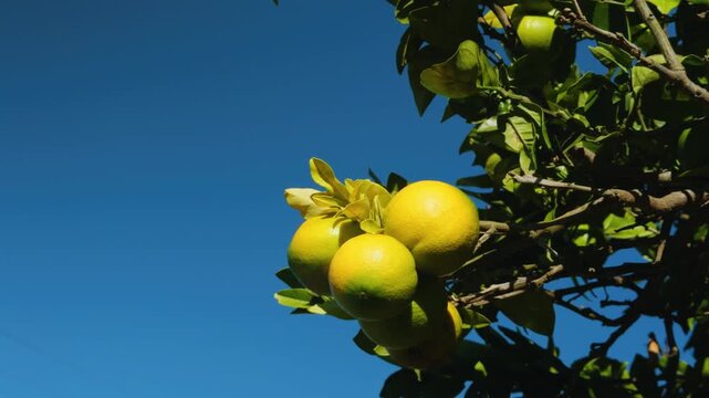 The orange, also called sweet orange, is the fruit of a tree in the family Rutaceae. Haleakalā Highway, Kula, Upcountry Maui,Hawaii.  furit stand. Citrus is a genus of flowering trees and shrubs in th
