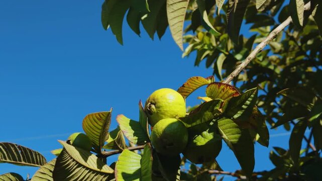 Psidium guajava, the common guava, yellow guava, lemon guava, or apple guava is an evergreen shrub or small tree native to the Americas. Haleakalā Highway, Kula, Upcountry Maui,Hawaii.   Fruit stand