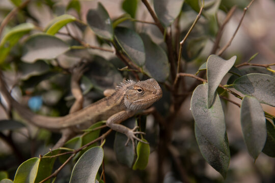 Calotes versicolor -- Oriental garden lizard