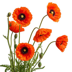 Obraz premium Vibrant orange poppies with green stems and buds isolated on transparent background