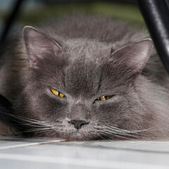 Close-up portrait of a grey longhair cat with intense yellow eyes looking at the camera © Rosi