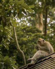 Obraz premium A monkey is sitting on a tree branch. The monkey is looking down at the ground. The tree is full of leaves and branches