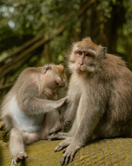 Obraz premium Wild macaque monkey being groomed in Bali forest